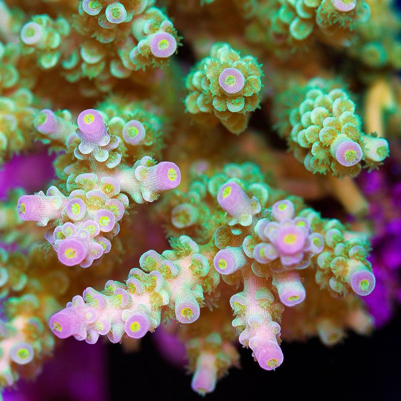 newcoral1590 - 100 New WYSIWYG Acros at Cherry Corals!